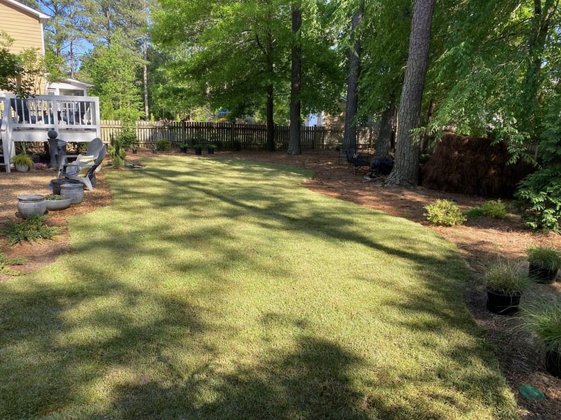 How to Lay Sod Around Trees Sod Laying Tips